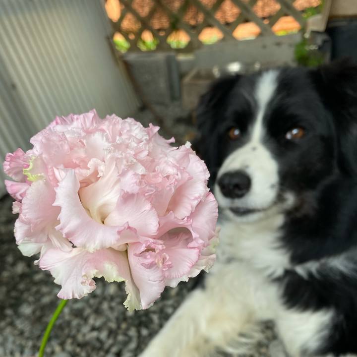 0d22ceae e2c4 4c9b b5b8 0fd57b443b2c 1619742622751