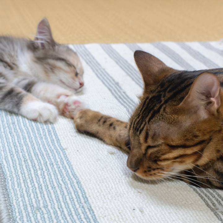 0d2333c9 ba9a 4046 b501 658d67dda96c 1537673144721