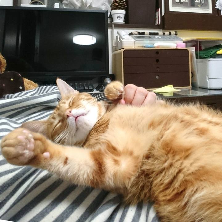 0d2421ec 625f 4cee b089 c4a81ade2f50 1542929759946