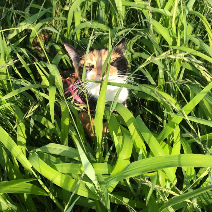 0d29a9ec 89de 47e4 b72c 45bb5555de1c 1532047043616