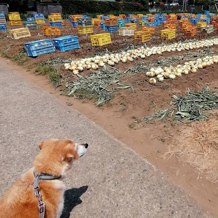 0d29c6fe 53f3 415e a051 5b68d178f266 1588411806171