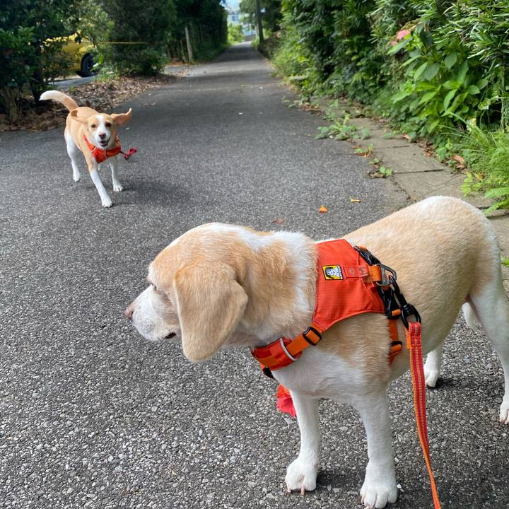 0d2c5132 328c 425f 9289 ab17751b0370 1596334767479