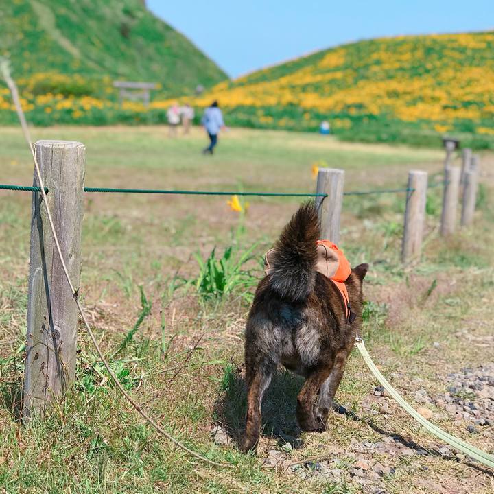 0d2d17c8 4a5a 4de3 83c3 eaaa12259a01 1528005767574