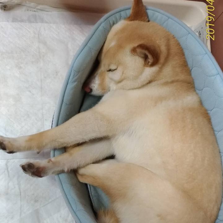 0d2f03c3 bfe3 43bd acc9 8dbf736e6ac5 1555678804422