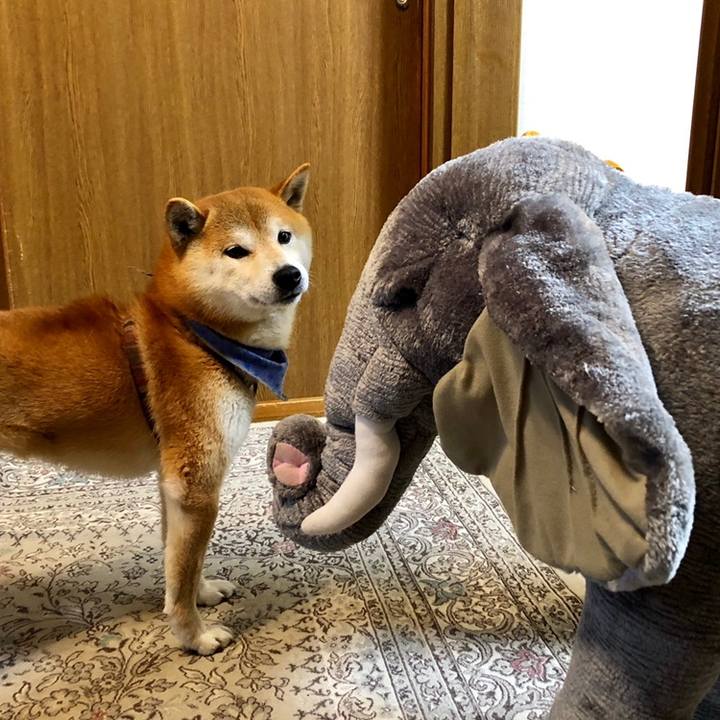 0d306f46 ba69 4f8c 98c0 20064cab58a4 1558698988908