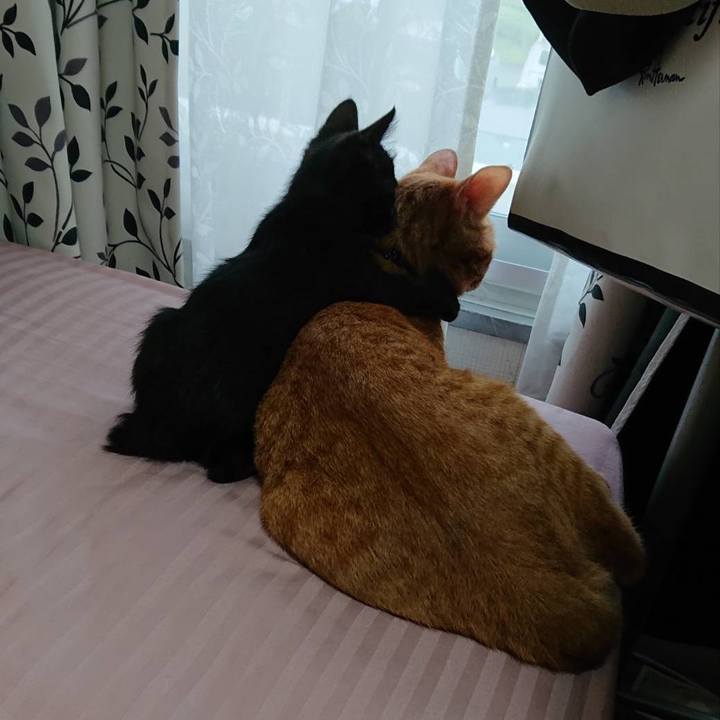 0d318696 7677 4778 b161 d009ba6d8e09 1596062584820