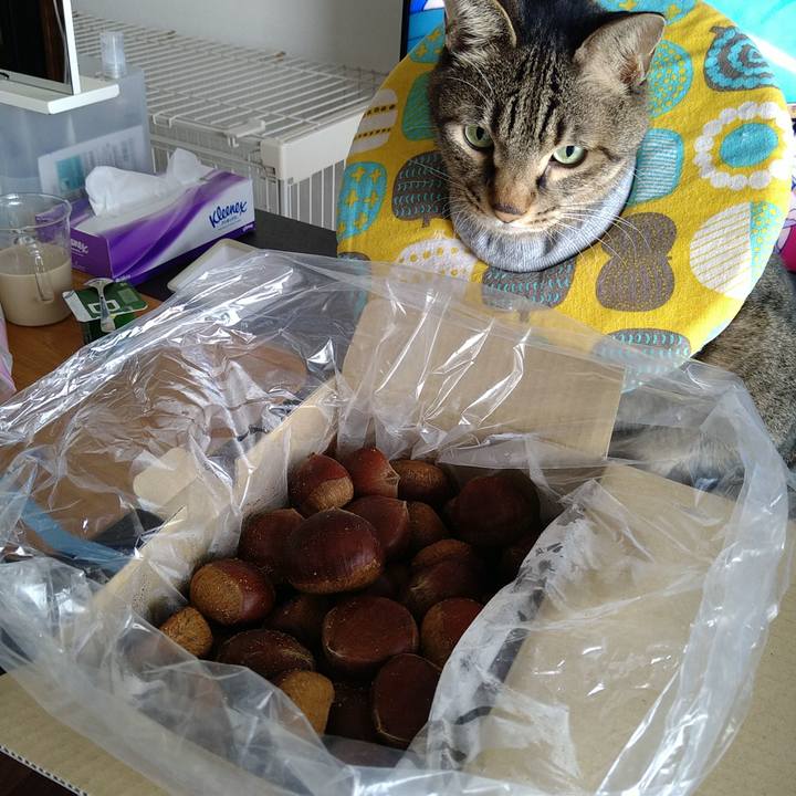 0d338c40 65e9 4633 ba69 5f17a7627584 1731805126378