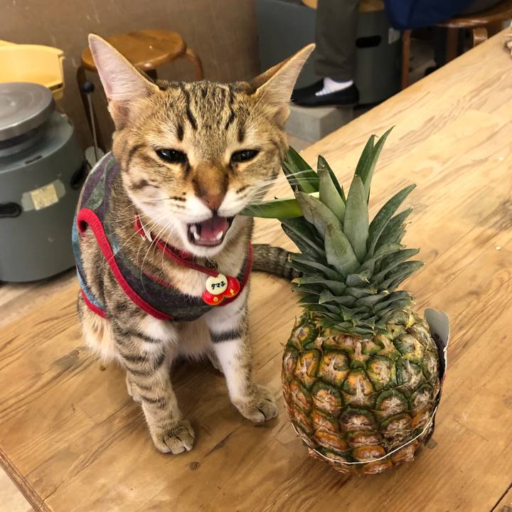 0d34adc8 ba08 43c5 b8de 94c9225e0249 1586600535388