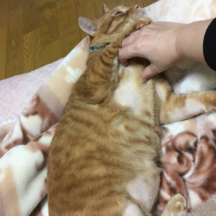 0d374b6b 0b16 4312 a52e a35243f6ef2f 1545490513950