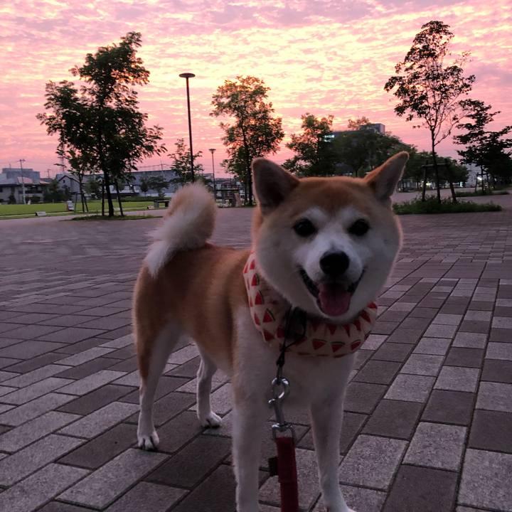 0d39ef69 80dc 488c b5b2 8ffcfb4661c4 1596493637203