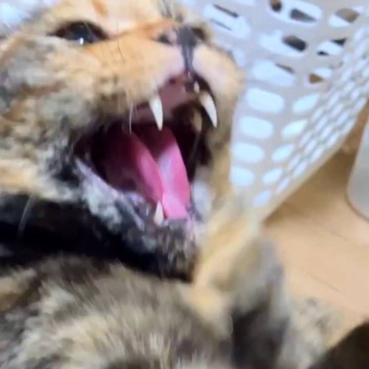 0d3c1ecc 4335 4b0d b97e 1aa81b4750d2 1728418897267