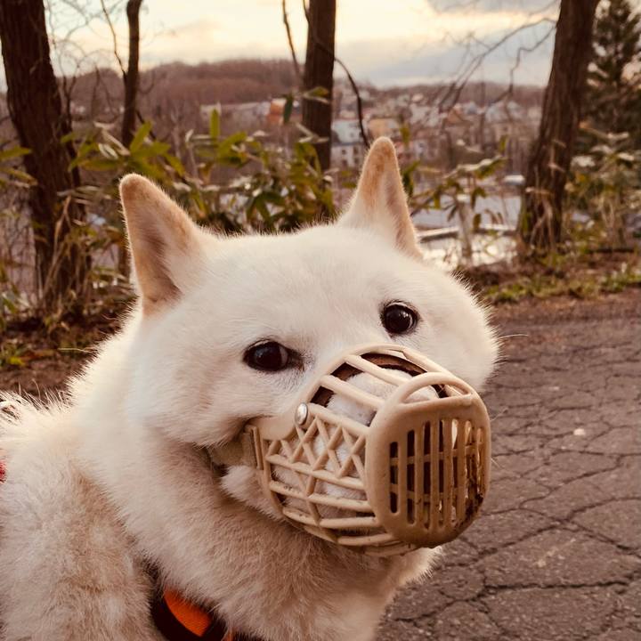 0d3cb10e 384e 4ca0 945e f31c4cd6444a 1618348875681