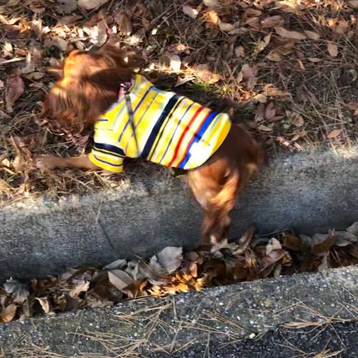 0d3cfcec 2ebb 4887 9a21 1f829e08b7f7 1544240682735