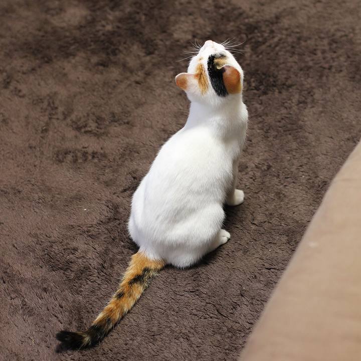 0d3dc0ff c339 42b2 8ccd d23677dac551 1544831681945