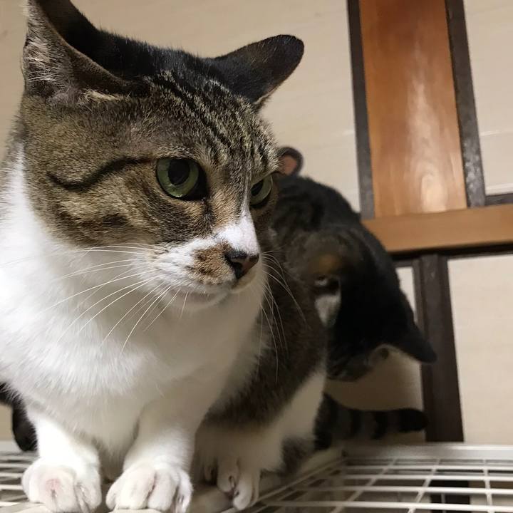 0d42332e a59f 421d a3e4 fd41c45691d6 1510796868627