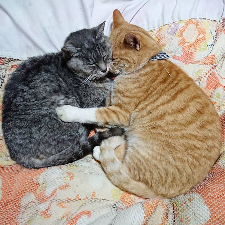 0d46d303 852a 4f1d b93f e8308df21ead 1605612068292