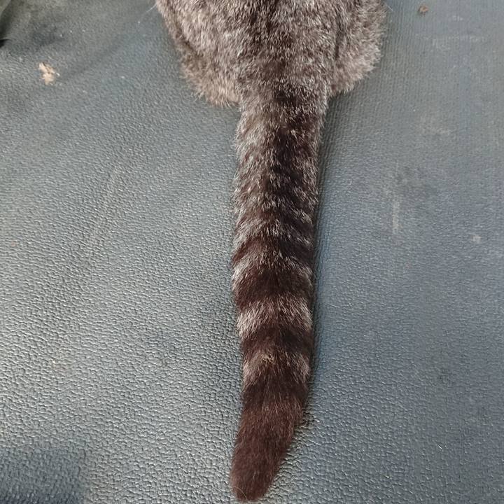 0d4eedc0 c3db 4ed0 8ac1 19189849953a 1595797494030