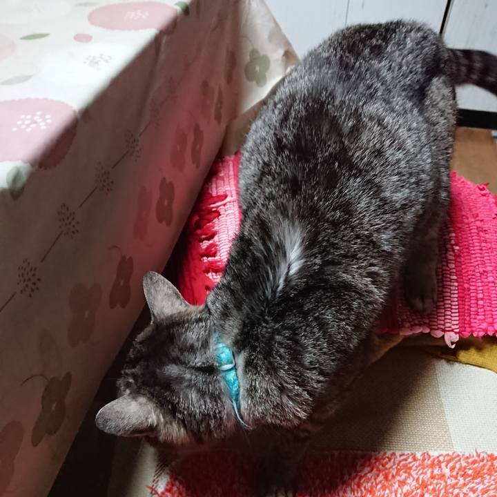 0d5118bb 2b26 4c6c adc0 07a635c7d6cd 1553244747951