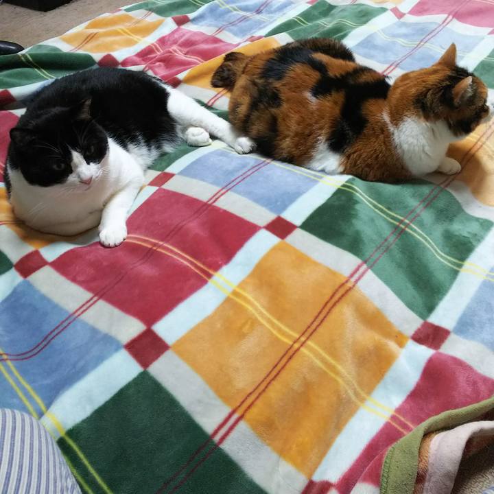 0d553b44 ef2c 46a9 86d6 ea48821bbab4 1540158282361