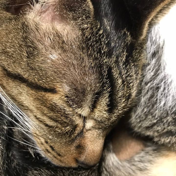 0d560586 2d85 4cb3 8141 285f667747e5 1510361172631