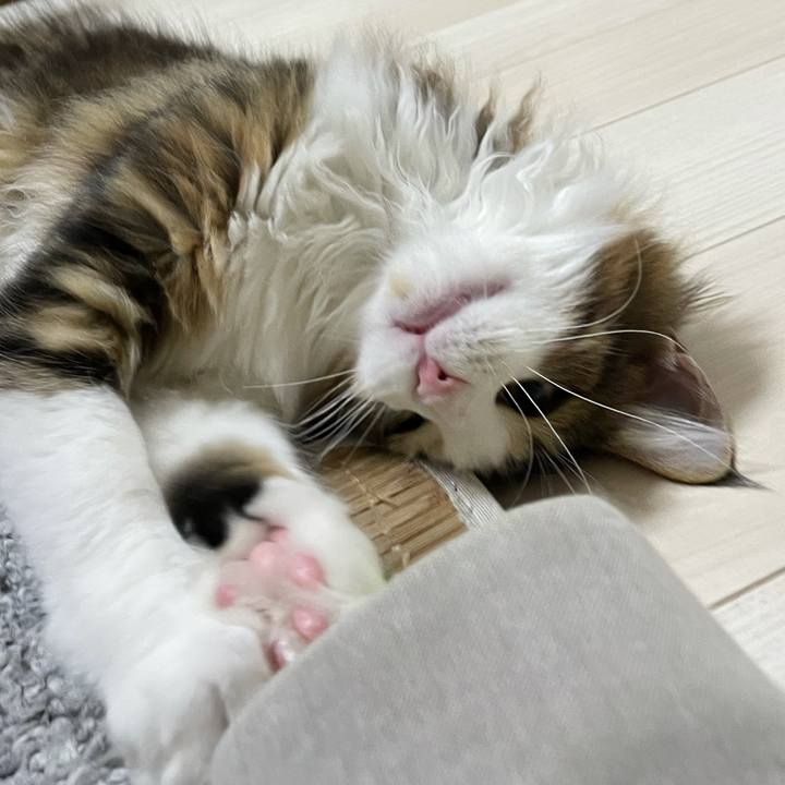 0d579cb1 64d5 4ad5 b0b5 369366c1e281 1636462429891