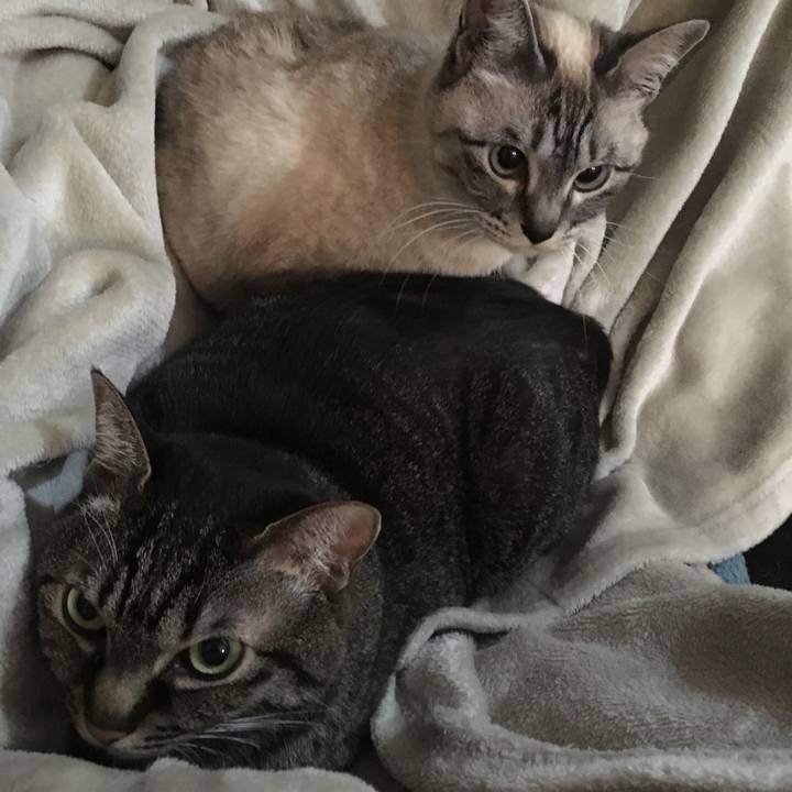 0d58a680 813a 48b4 af11 fb2898c48e00 1585130118476