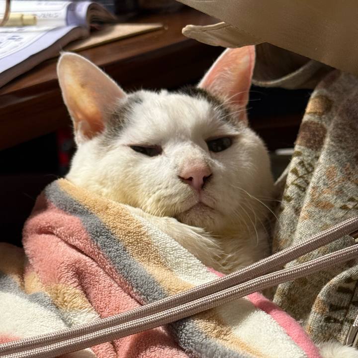 0d5c7299 58ec 4eb0 a8bd 0f030be697b2 1769849853380