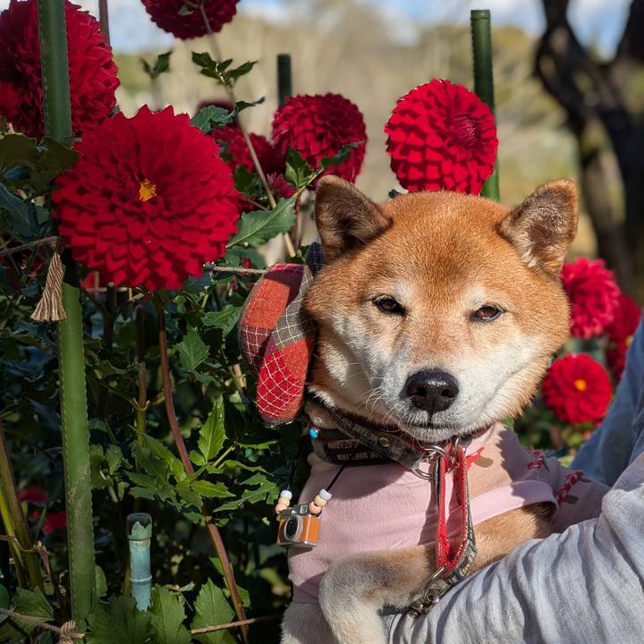 0d5d273d 0937 4b95 af3d 996d87470b0a 1762996429375