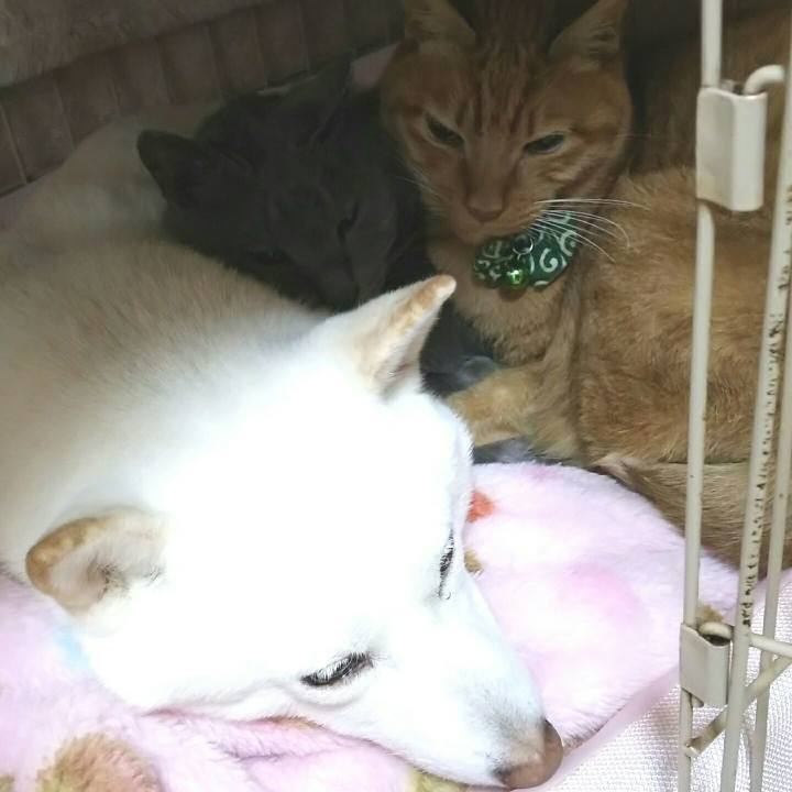 0d5f947c 4912 49ca 9394 0a1429b736fd 1547342308359