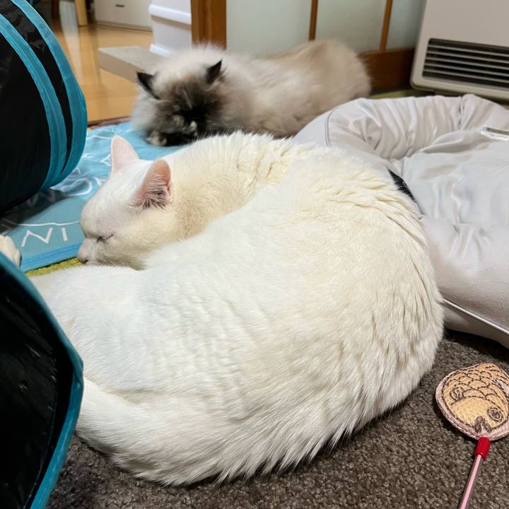 0d6112cb 1604 4653 9b48 0a7d48c262b0 1704022707160