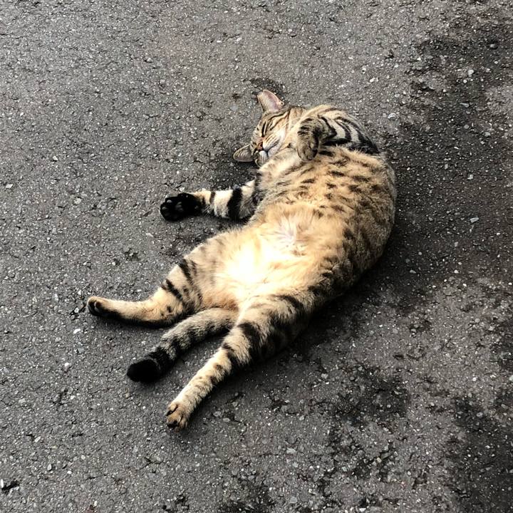 0d623072 cc6c 4e6c 9b37 7bd84b09079f 1535794973051