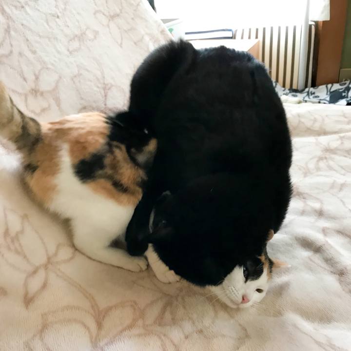 0d64bc48 8266 4628 8a99 cf050c3837c5 1519191943375