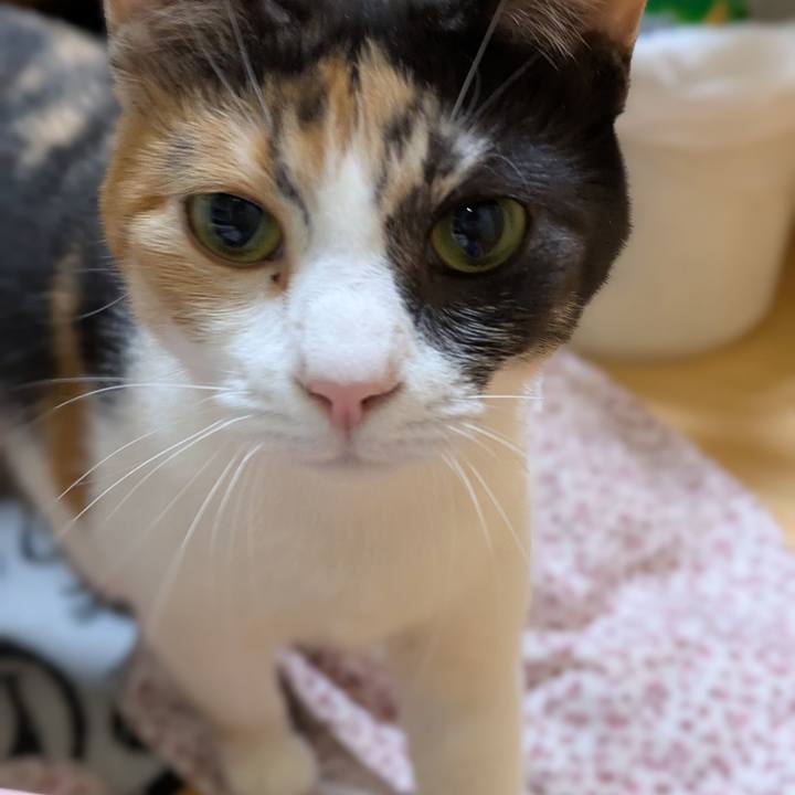 0d65b5f6 8966 42ae 814d ed948f01796f 1762514461128