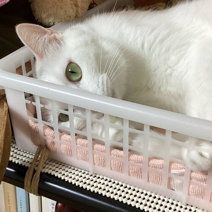 0d678873 3228 4d67 81aa ca634ba1fcf2 1689211040605