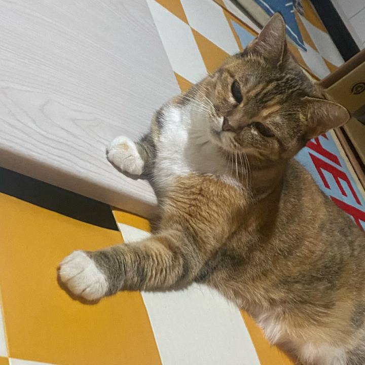 0d6b8b55 62e1 42f9 9e88 b14933f61efb 1722782754956