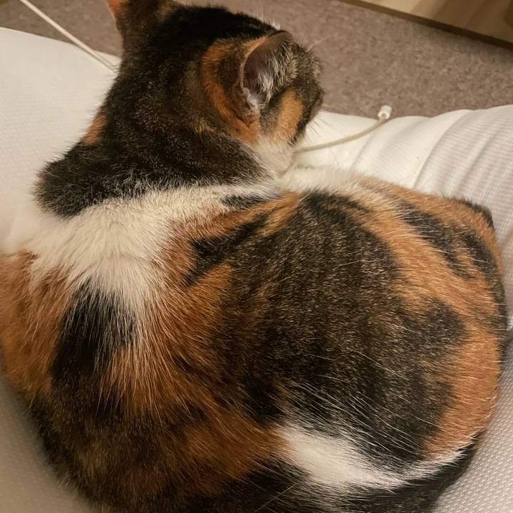 0d6d3238 7e62 407f b947 97d21c9f2b0c 1712074675085