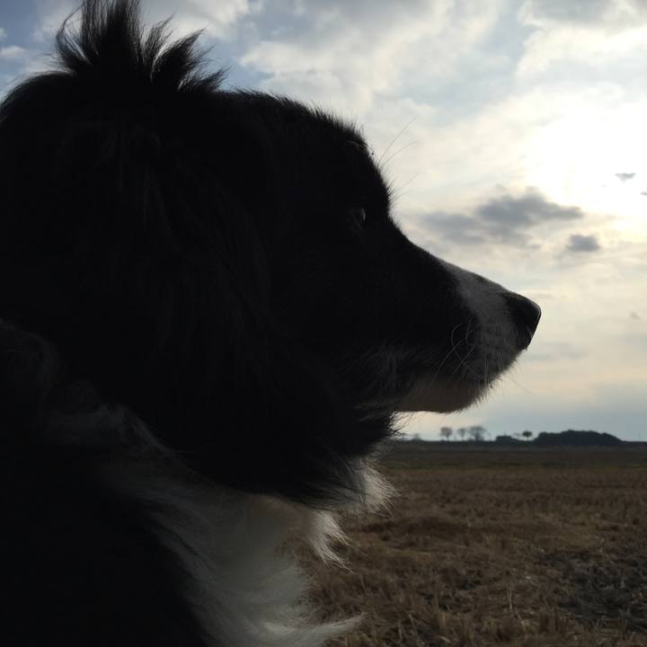 0d73fdcd 0f3a 47d6 b0a5 5630073ce788 1543104707631