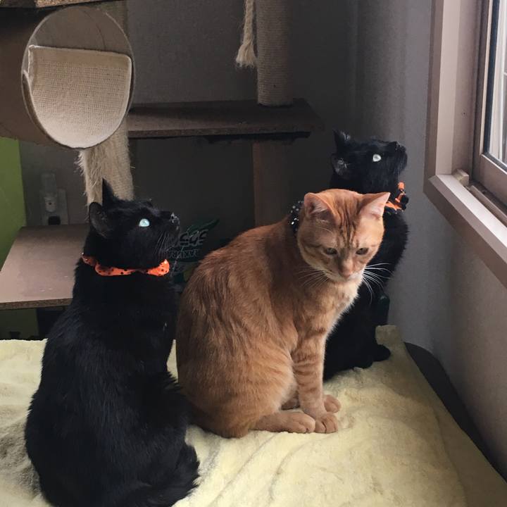 0d74d297 a95e 44d3 9e21 2da8380e9263 1539484886449