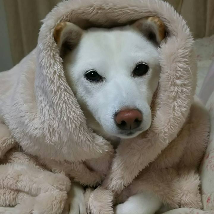 0d7555dc 3d51 402b 8d0e 6c8e8502ba2e 1542633961485