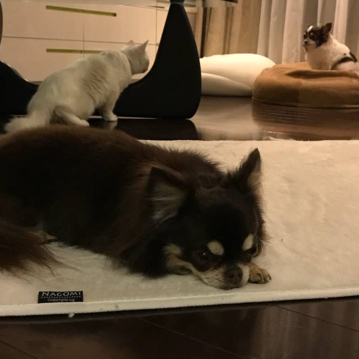 0d76e09c d25e 4b17 926e 73c5d9fa78a8 1513502373268