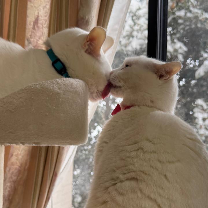 0d7b2641 484f 4e58 8ae6 8366687ec515 1770648575506