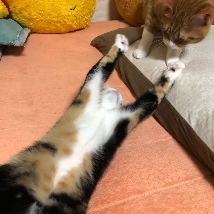 0d7f53cb e264 42a3 982f 6996f4c5ea1b 1554705368609