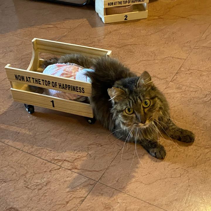 0d908fc5 cc91 458f adbe 7eb4df4506d6 1657789922354