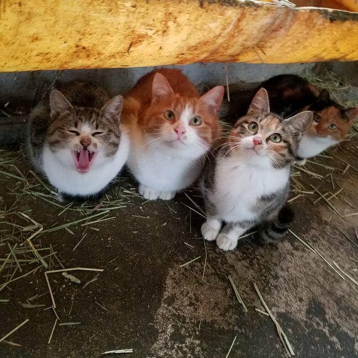 0d90accf c255 4d3b a9da 5f9faf1680f8 1513053133231