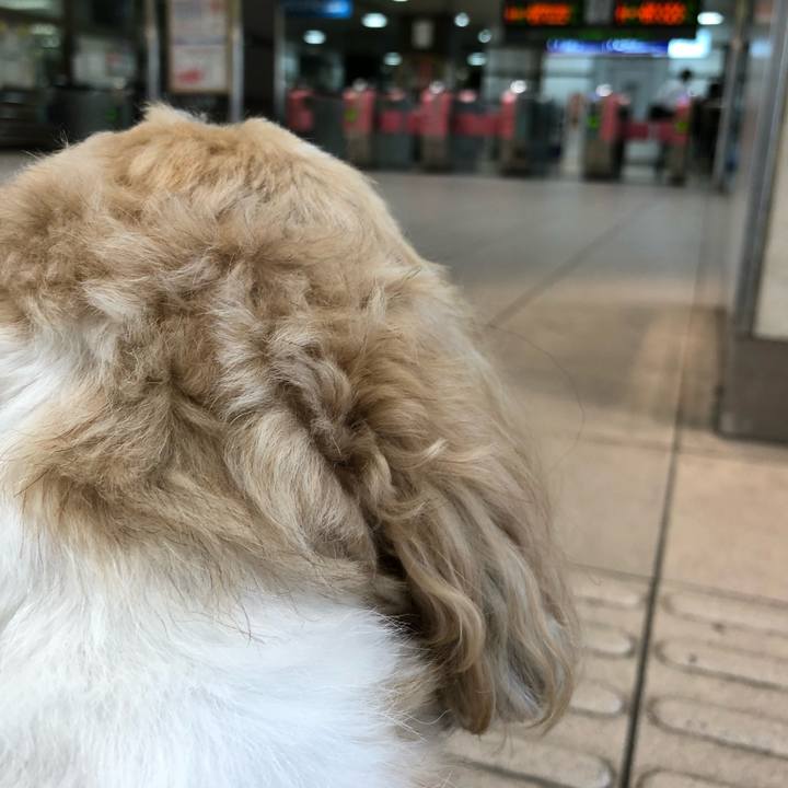 0d9158e7 8c41 4110 85e5 91e012f28d03 1534293153736