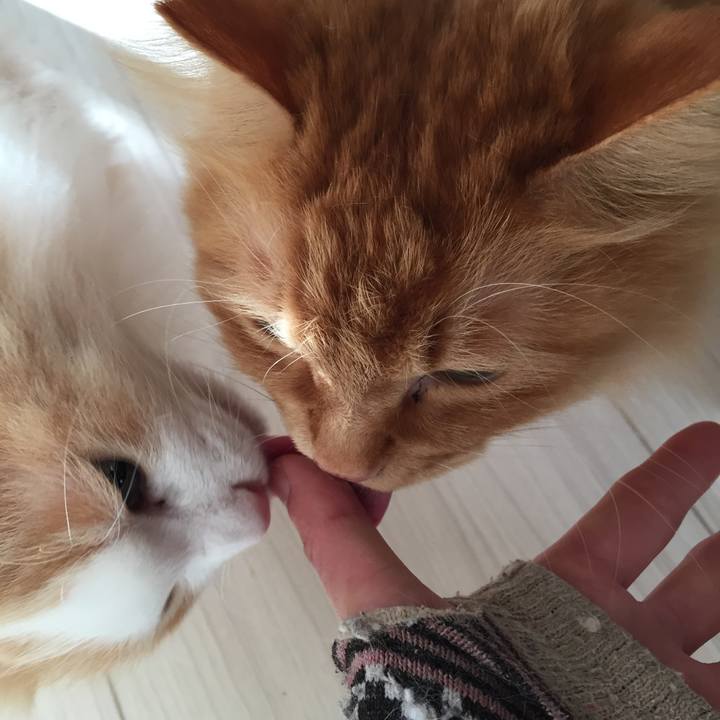 0d9432c0 6289 4775 9bd8 1094307cc7be 1518645025493