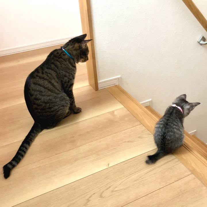 0d9c31d1 4fa8 43a6 91c5 efcf79b4775c 1529304136718