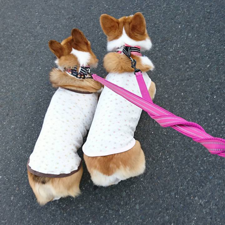 0d9c32e2 d61e 4c3d a7ef c5a2f7240f10 1528068628326