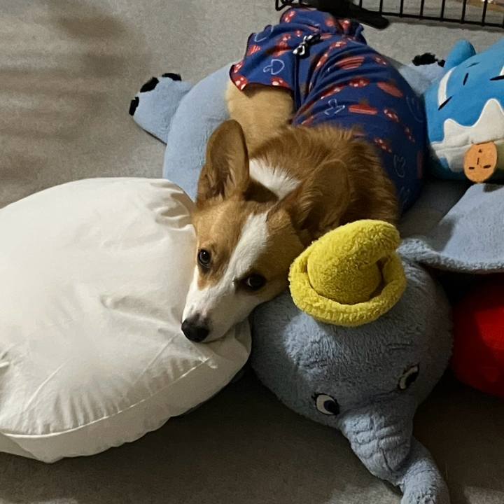 0d9efd2b 59ee 4ecb be09 bf38d15228ee 1762690893197