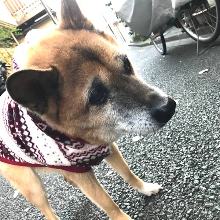 0d9f5305 a8b4 44f5 bd81 823c608b1bbe 1542926113944